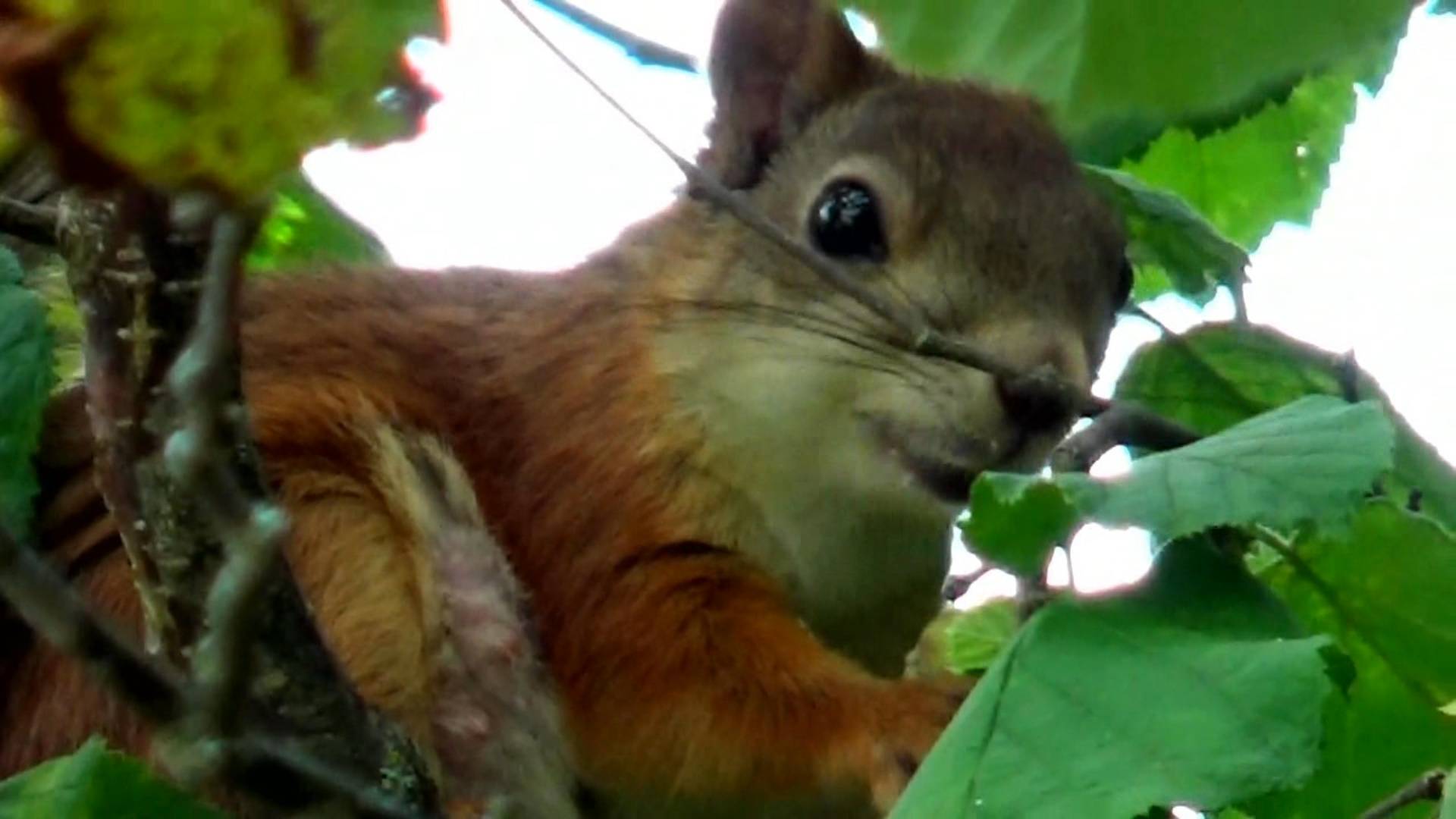 Белочка грызет орешки на кусту орешника