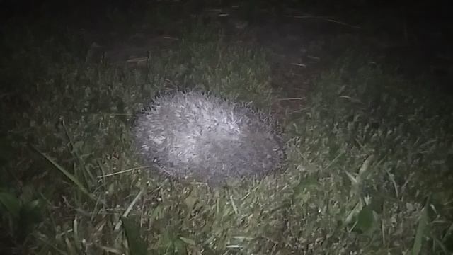 Обыкновенный Ёж! 💪🦔😅