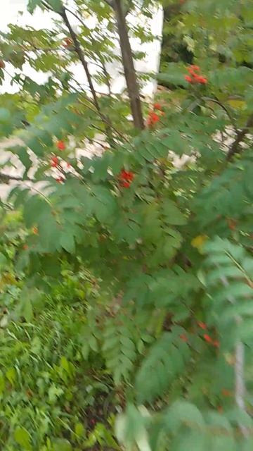 рябина или рябинник