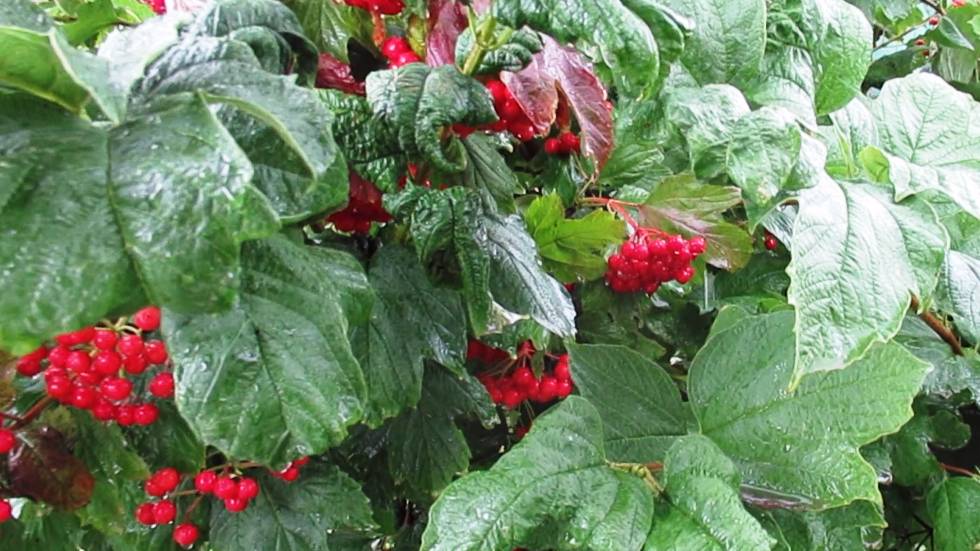 Тля на калине скрутила листья что делать