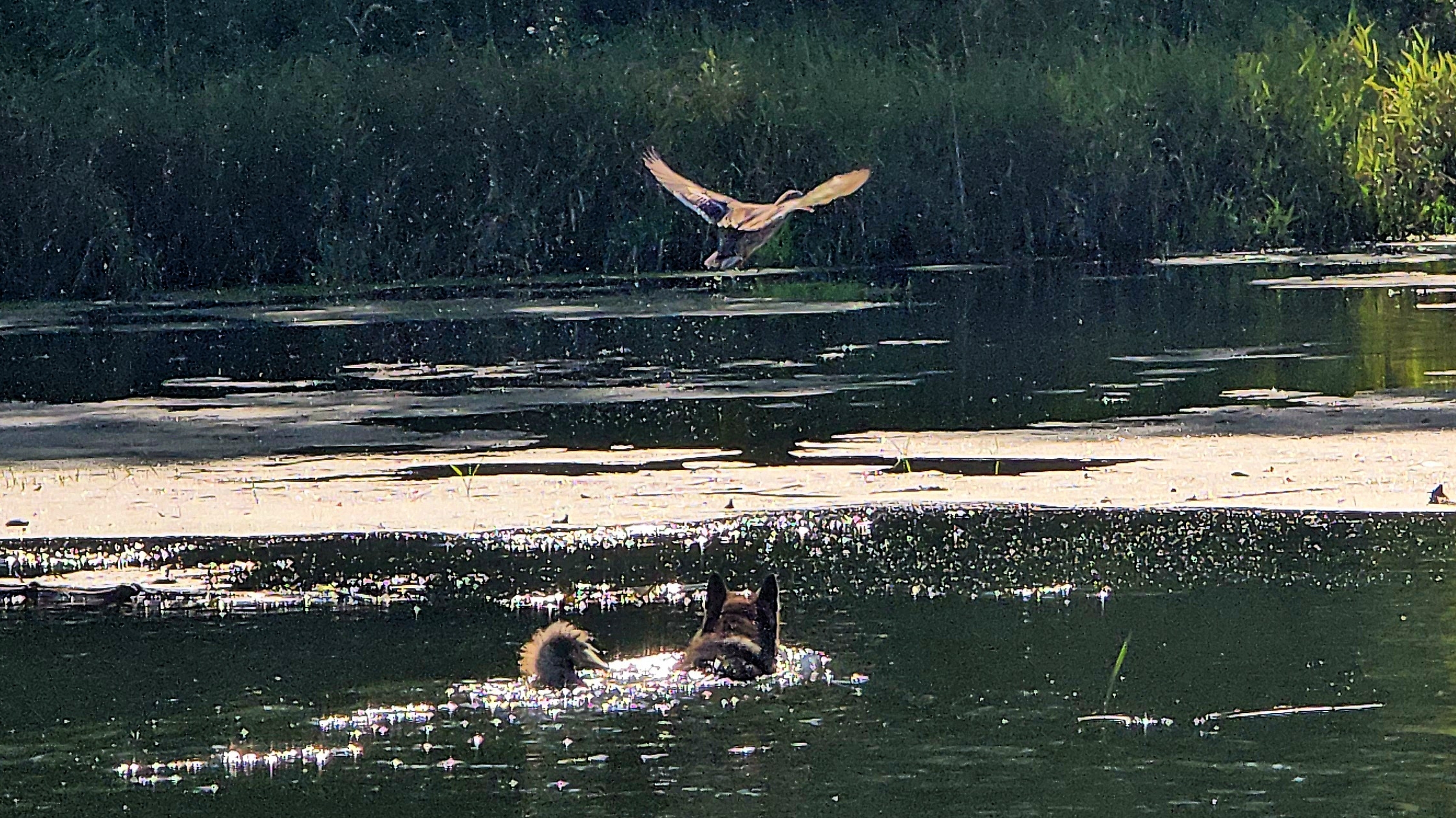 Не выдержал