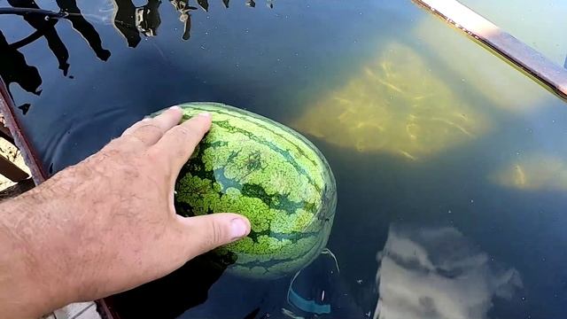 Арбуз Пекинская радость крестьянская в конце августа