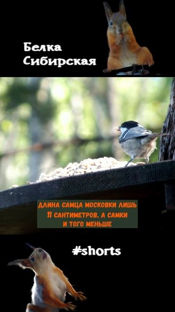 Про синичку-московку