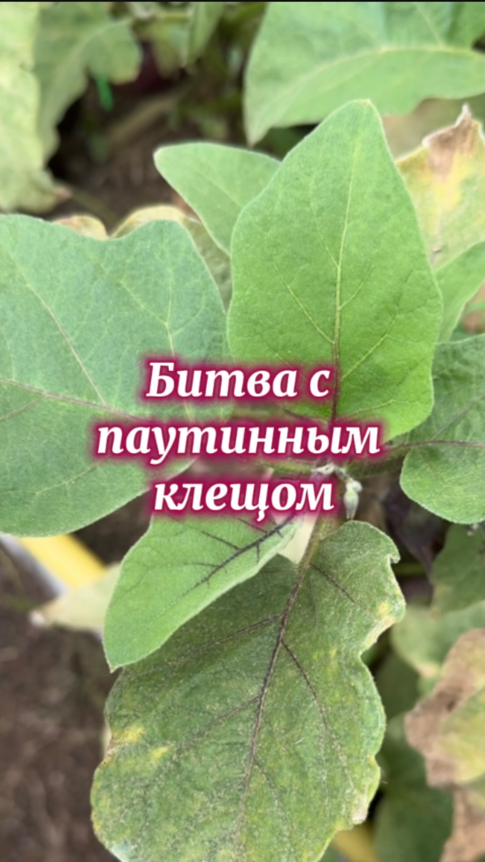 Фитоверм против паутинного клеща