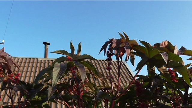 Клещевина в конце августа