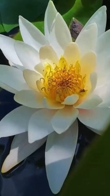 Лотос. Светлана Андрейченко. Стихи о энергокартине. #вселеннаяя , #стихи, #душа