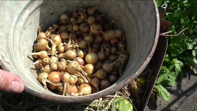 Подготовка лука севка к хранению