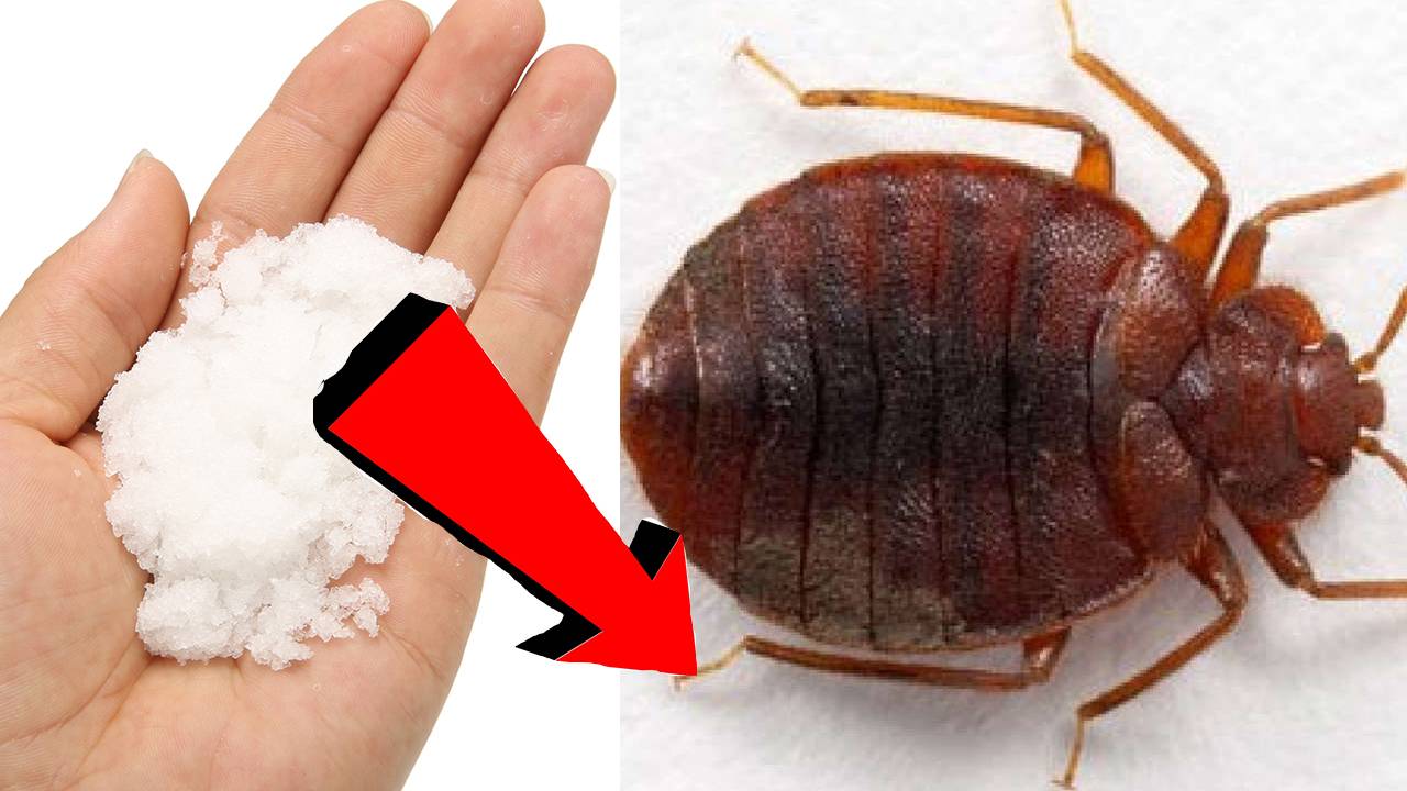 Как избавиться от клопов за 3 минуты !...!!!...!