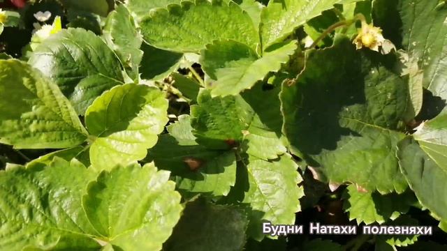 Клубника Гирлянда в конце лета! Вкусно!