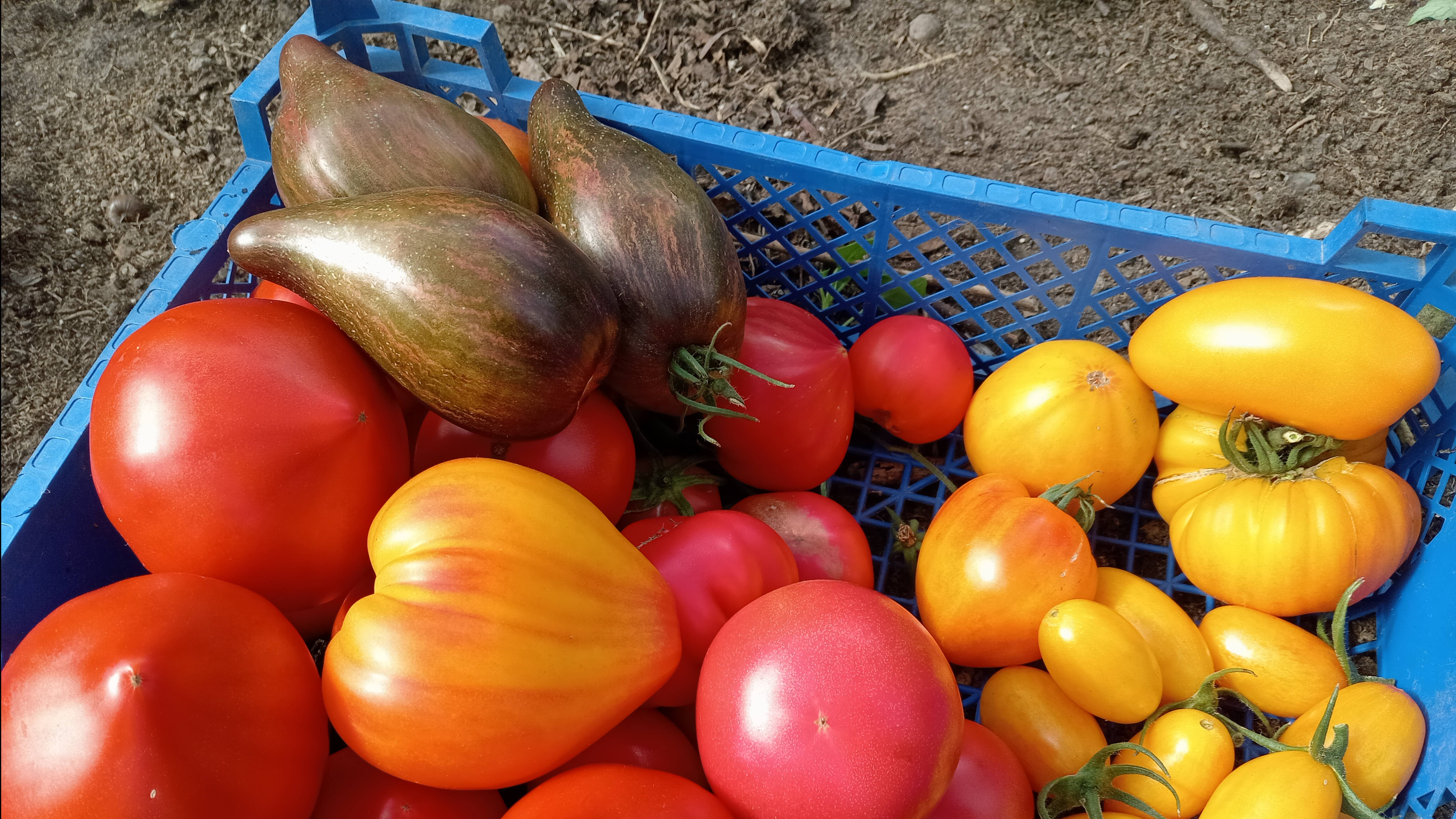 КОНЕЦ ЛЕТА. ТОМАТЫ В ТЕПЛИЦЕ.