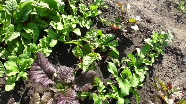 Мангольд в конце лета