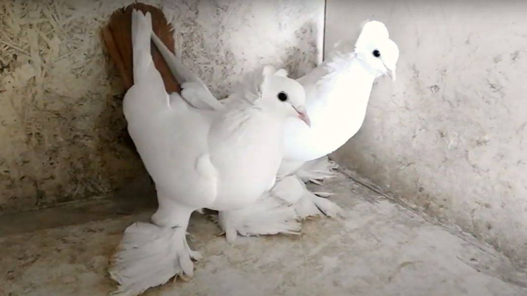 Северокавказские голуби бойные! В гостях у Ивана Сергеевича г Будённовск!