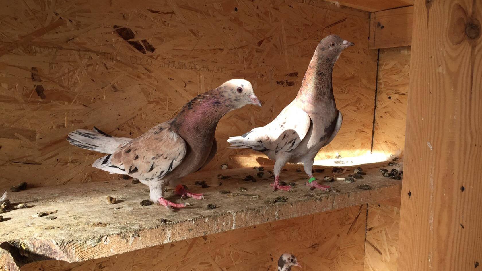 Бакинские голуби новая молодёжь / Baku pigeons new youth!
