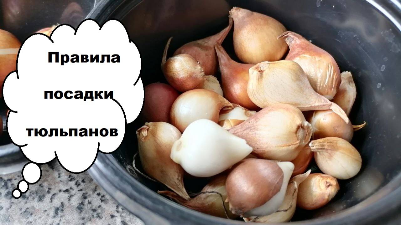 Когда сажать луковицы тюльпанов, глубина и схема посадки