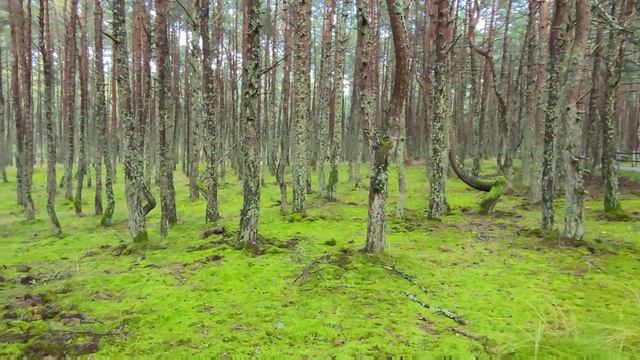 Танцующий лес | Куршская Коса - национальный парк