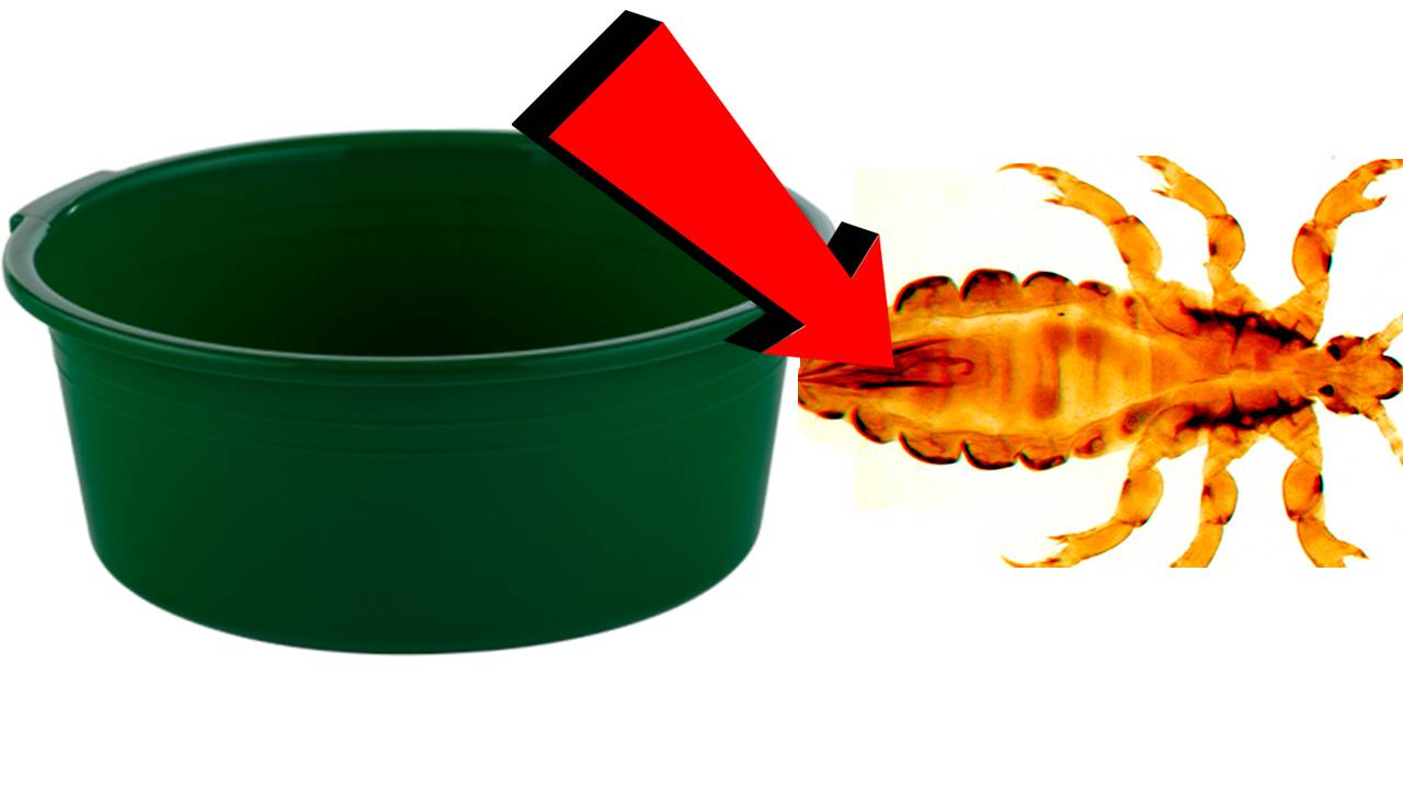 Как избавиться от вшей и гнид за 3 минуты!