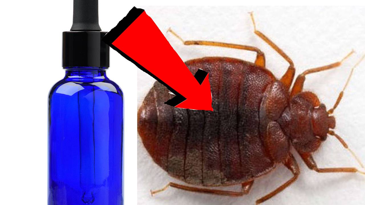 Как избавиться от клопов за 3 минуты в доме..!...!!!...!..