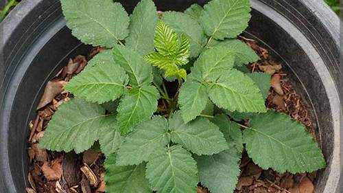 Ежевика из семян. Пошаговое руководство.