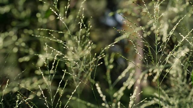 100% отдых и расслабление на природе. 30 минут полного релакса без слов для души. Слушай и смотри.