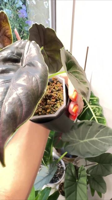 Алоказия Азлани