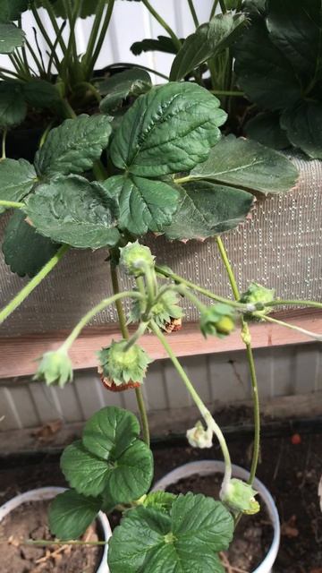 Обзор состояния клубники 31 августа