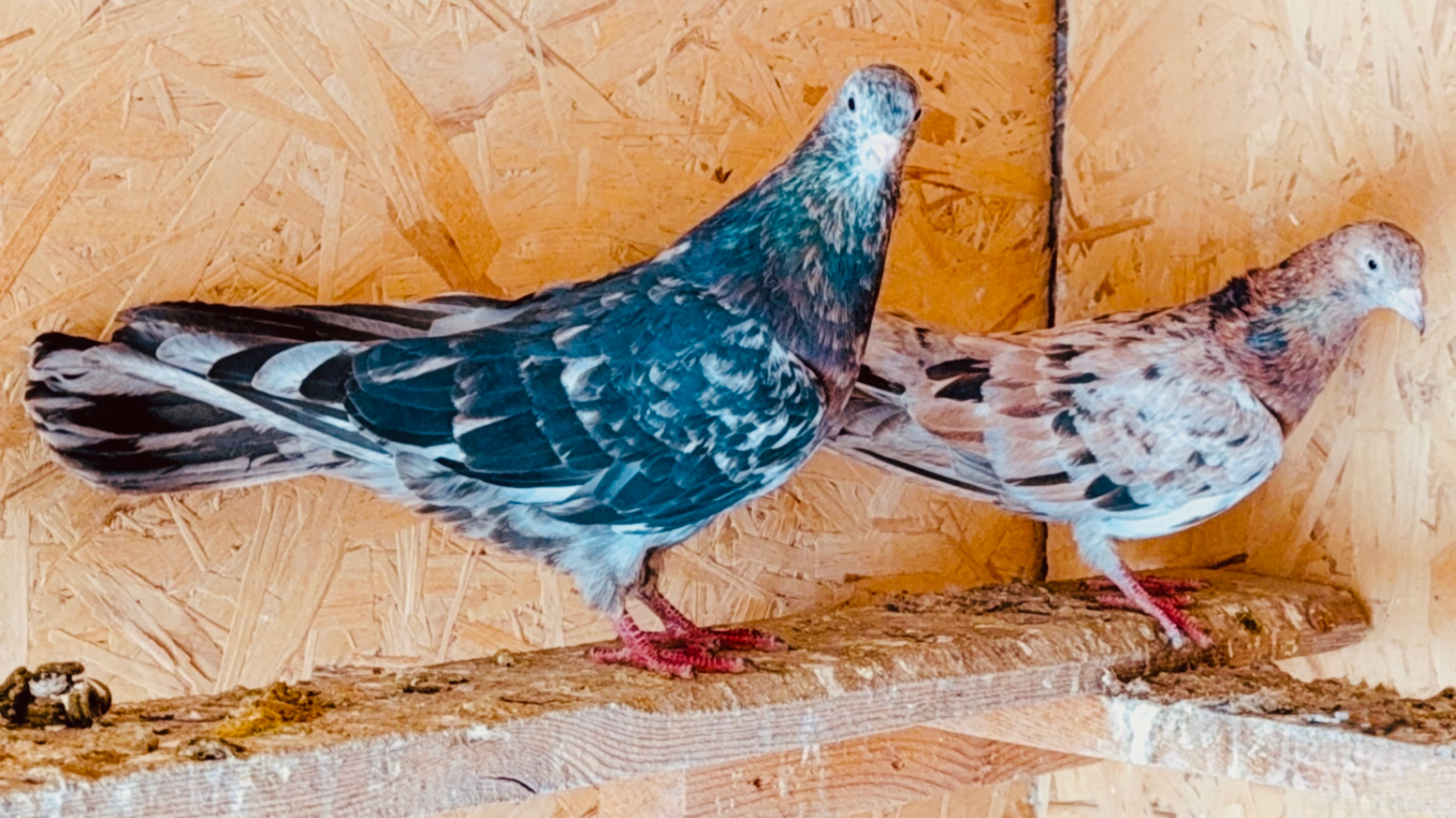 Начало Сезона! Мраморные Бакинские Голуби!