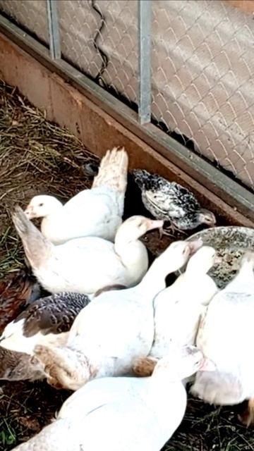 Индоутки с цыплятами вместе едят кашу