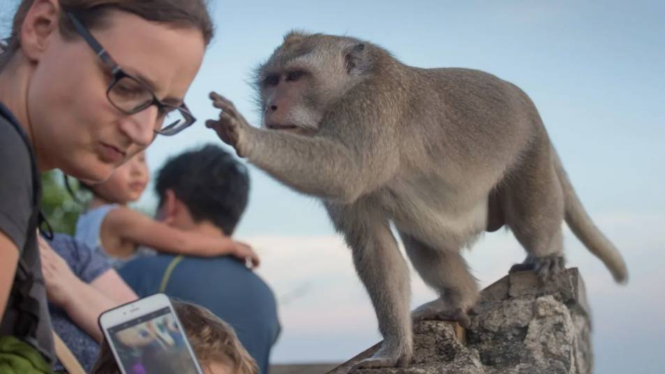 Обезьяны Против Туристов: Битва за Очки и Телефоны