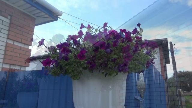 Бесплатные семена цветов в подарок к заказу. Качество семян петунии я не гарантирую. Поясню почем