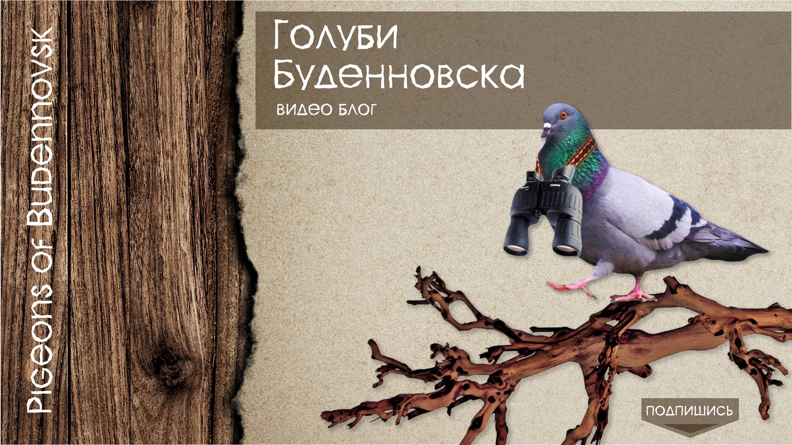 Мои бакинские голуби! Мраморные бакинцы, белые, головатые!