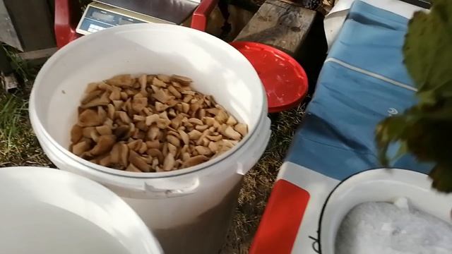 Холодный способ соления ивовых груздей