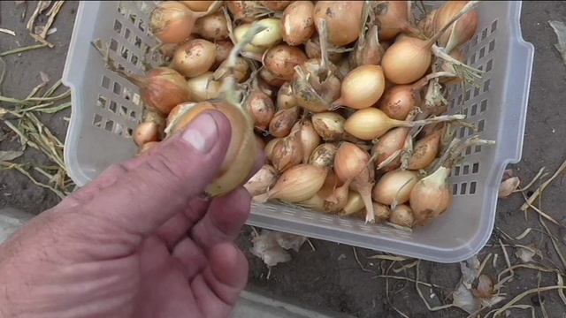 Обрезка севка лука перед хранением