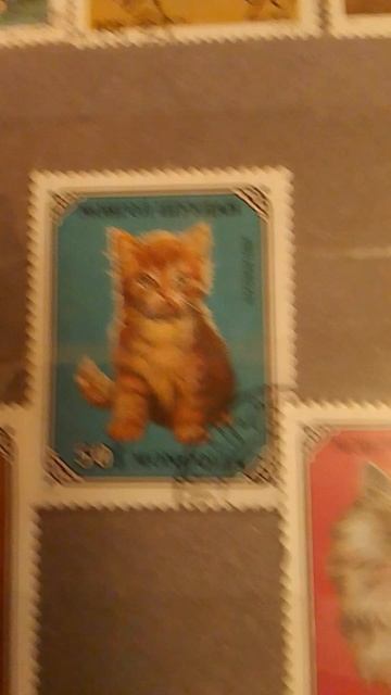 марки, кошки