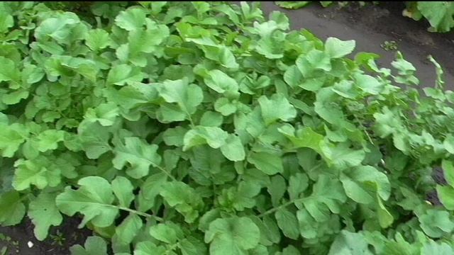 Мой участок в начале осени