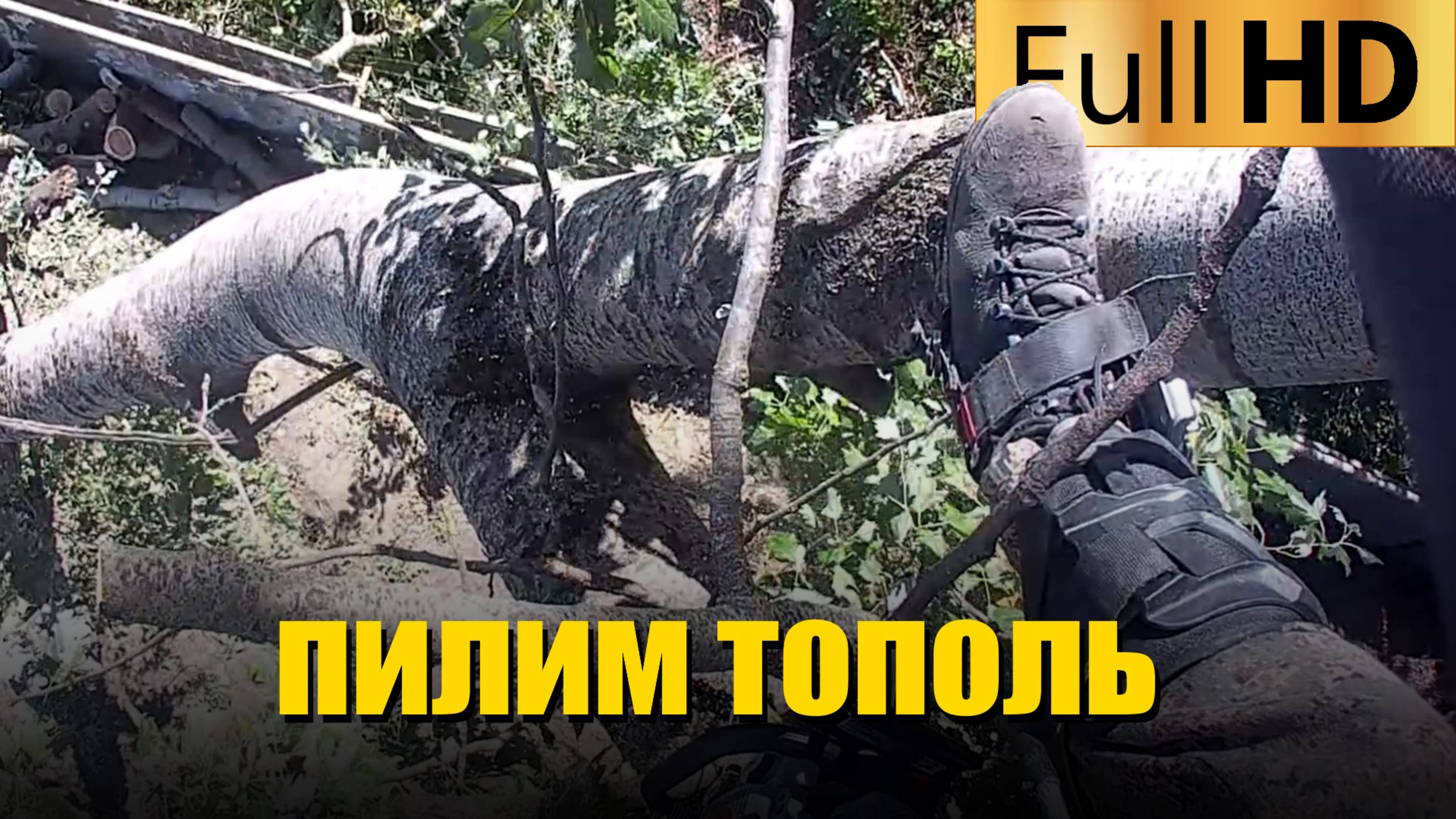 Пилим тополь на территории организации | Арбористика