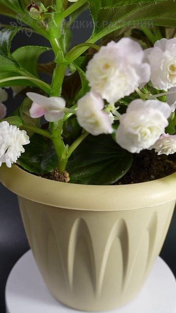 Бегония вечноцветущая #комнатныерастения #цветы #бегонии #комнатныерастения #бегония