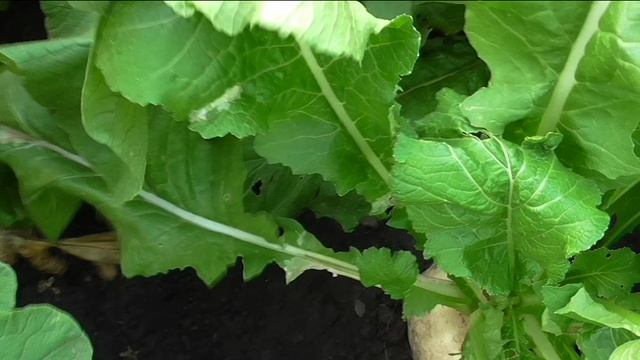 Дайкон, редька и репа в начале осени