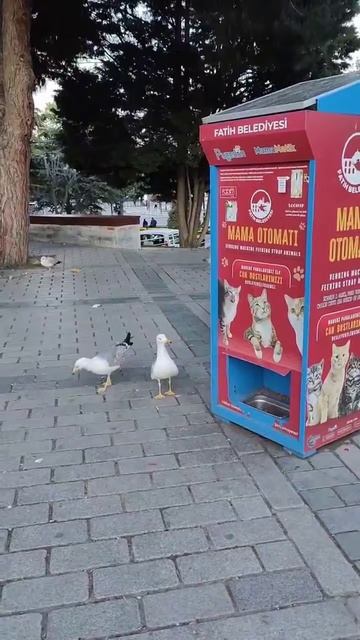 Чайки «превратились» в кошек, чтобы добыть еду