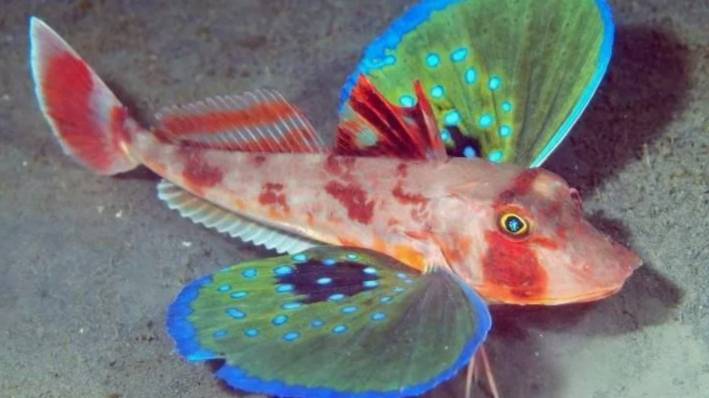 ОБИТАТЕЛИ ЧЕРНОГО МОРЯ: Морской петух, или серая тригла, — удивительное морское создание