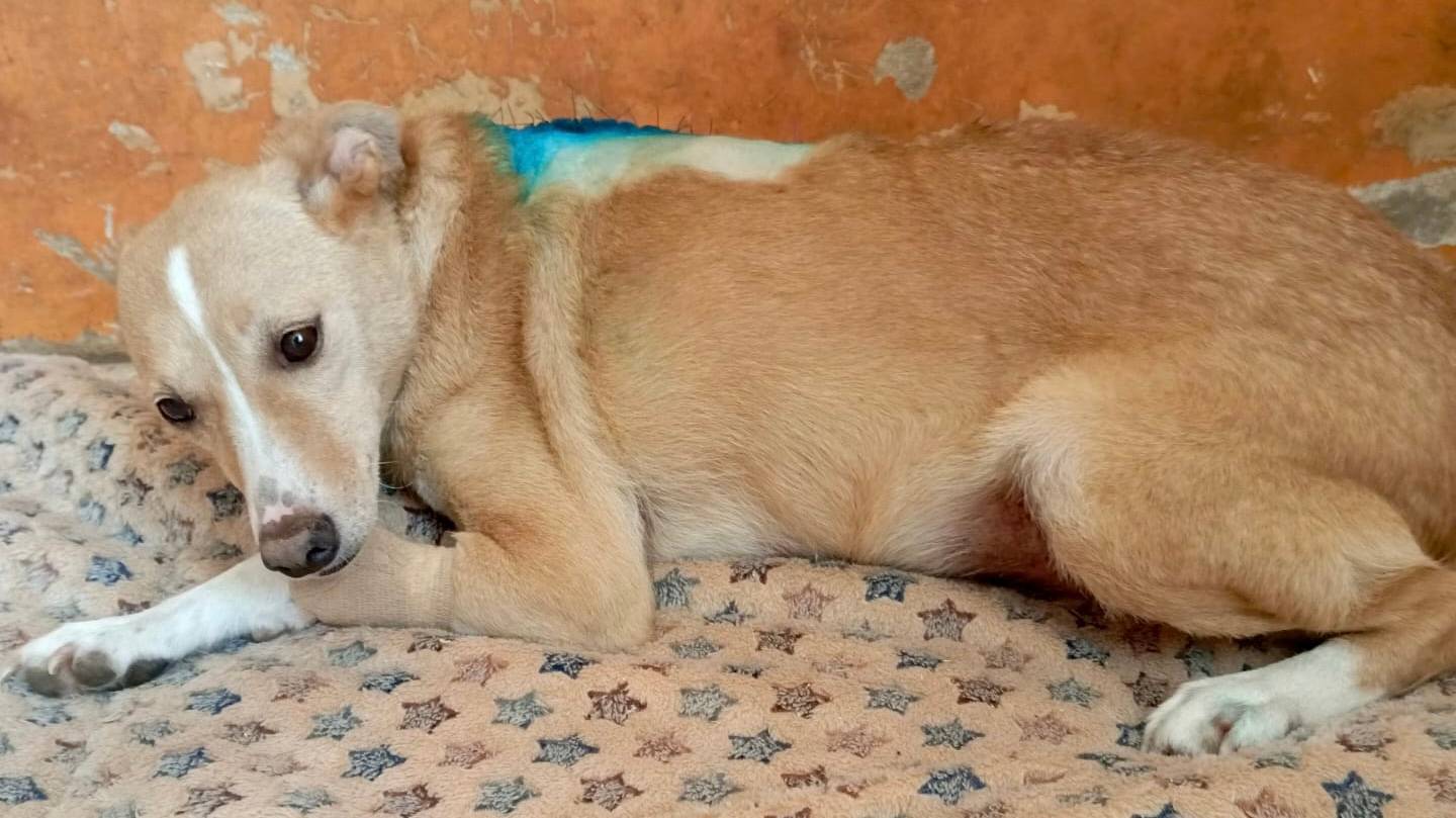 Мариса перенесла тяжёлую операцию