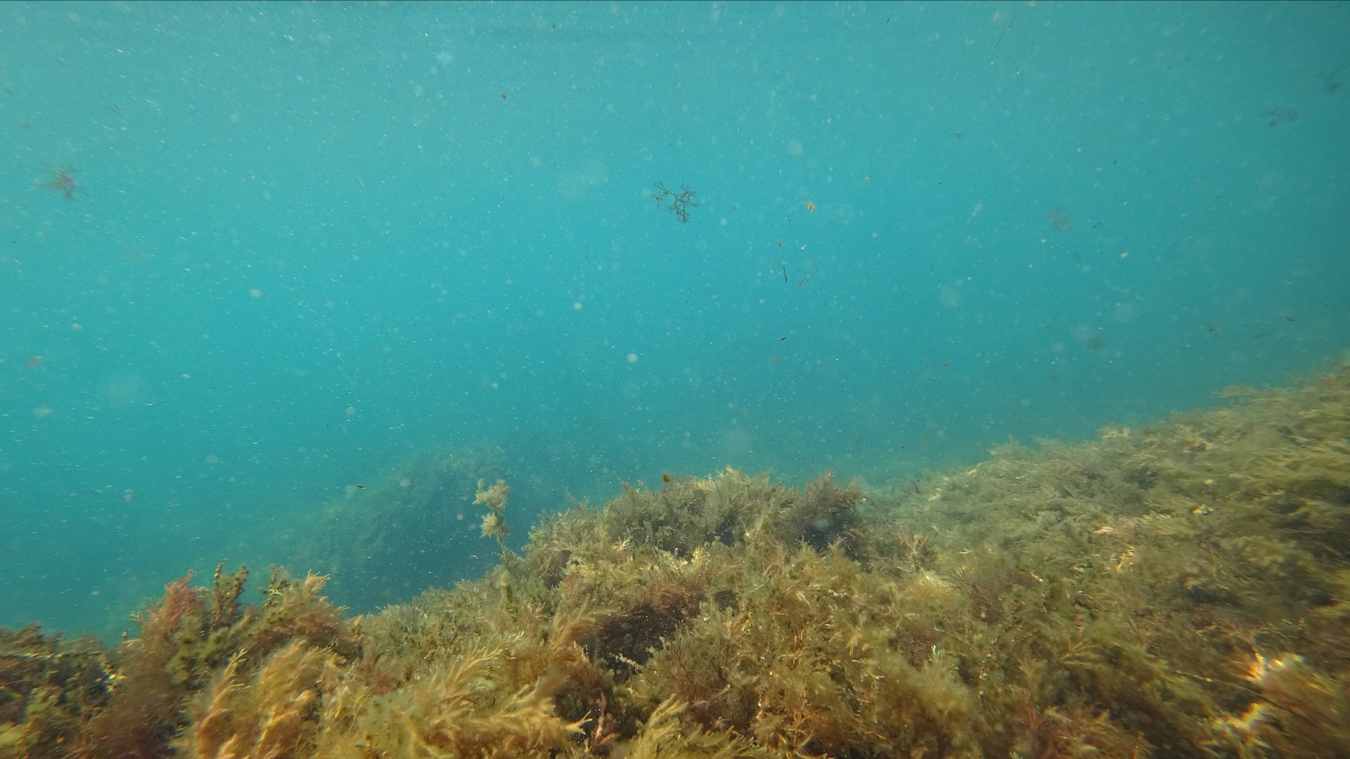 Подводная сьемка в поселке Утес Крым. какая жизнь на дне черного моря в Крыму. Музыка для души