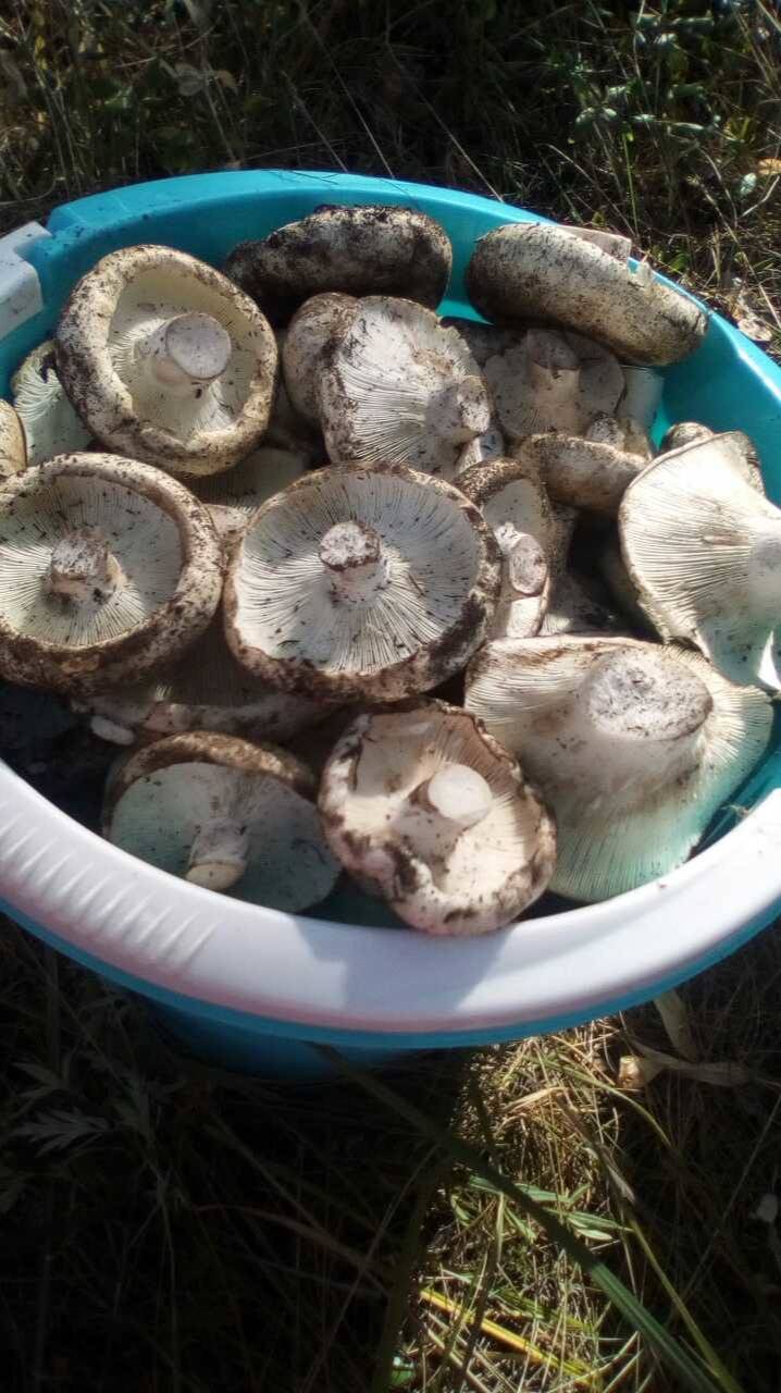 Как жарить грузди рецепт приготовления