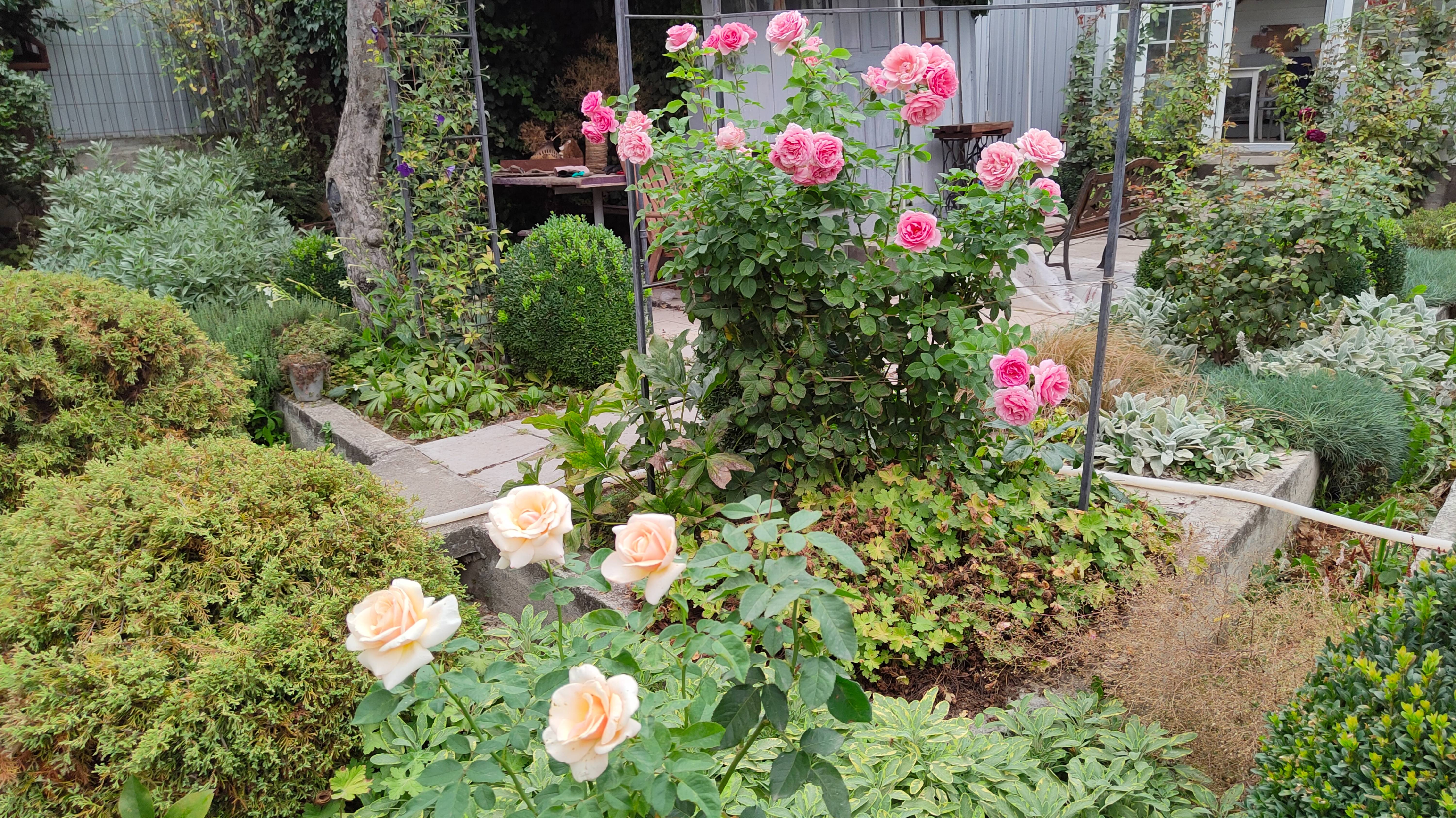 Цветут розы и гаура. Мысли про кислицу и чем очистила свои пруды. Дела садовые 28.08 и 02.09.25 г.