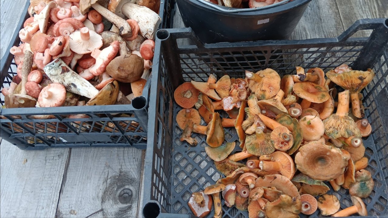 Как засолить  РЫЖИКИ . Быстро и просто.