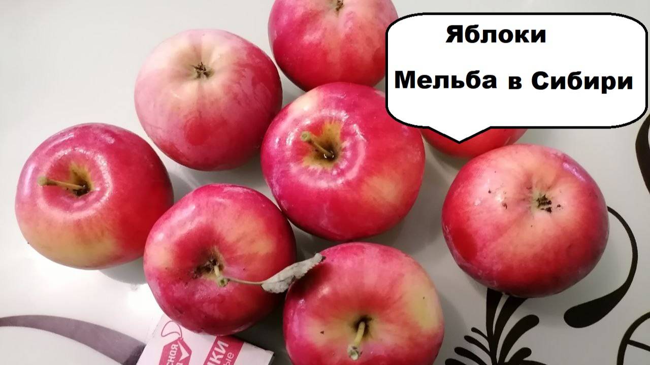 Яблоки в Сибири, сорт Мельба