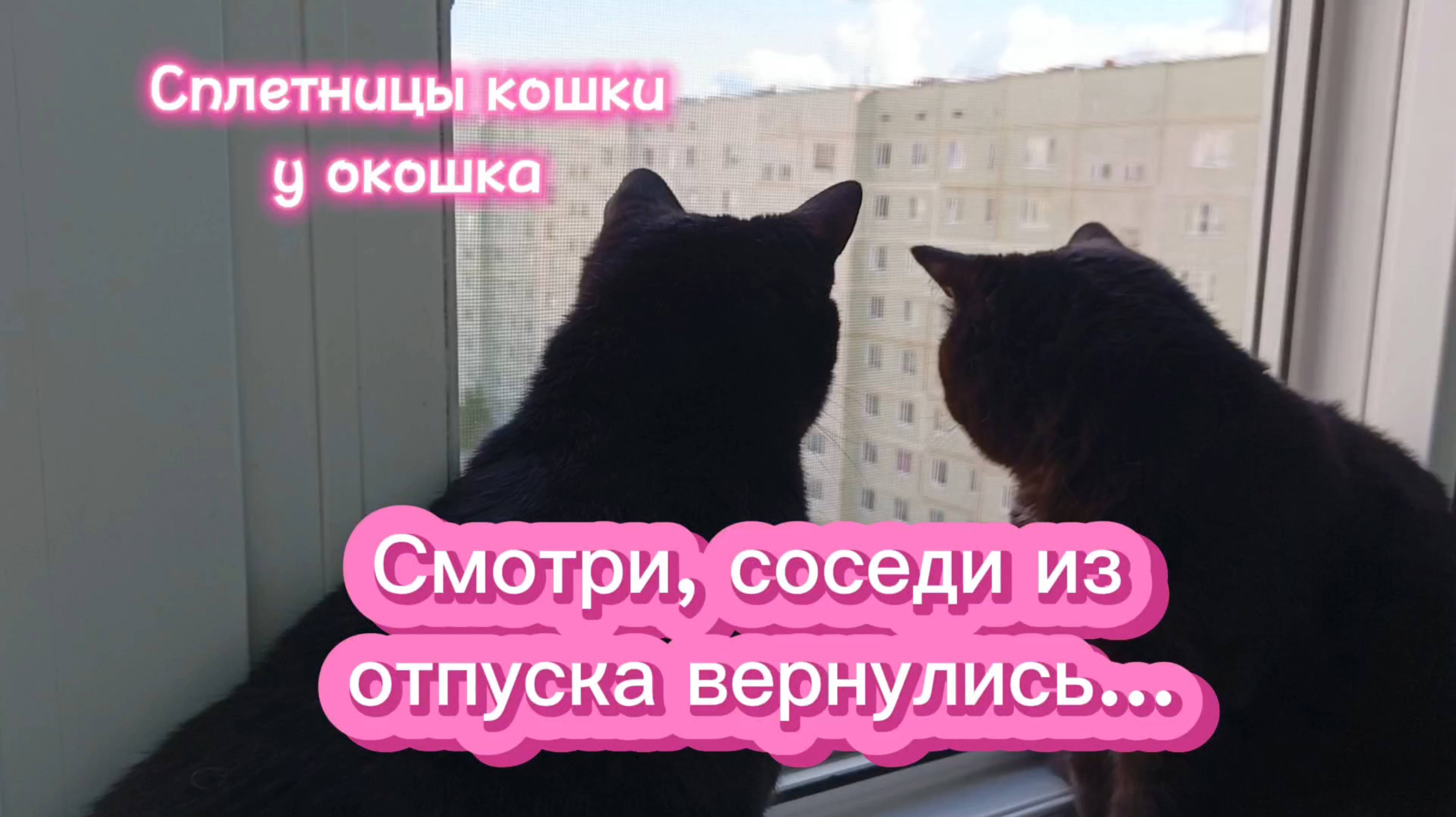 Сплетницы кошки у окошка. (Кошки с озвучками)