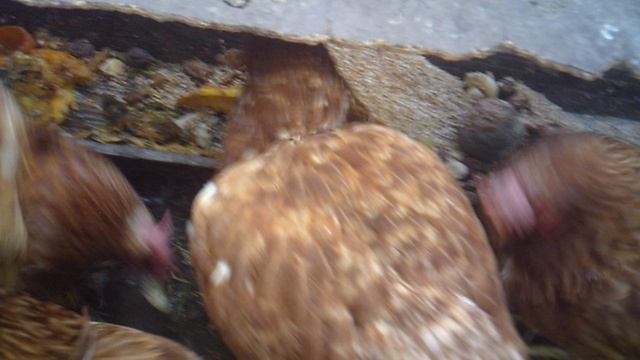 Кормление курочек 2 сентября - утром