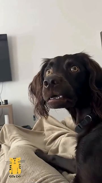 Funny Cat & Cute Kittens😻