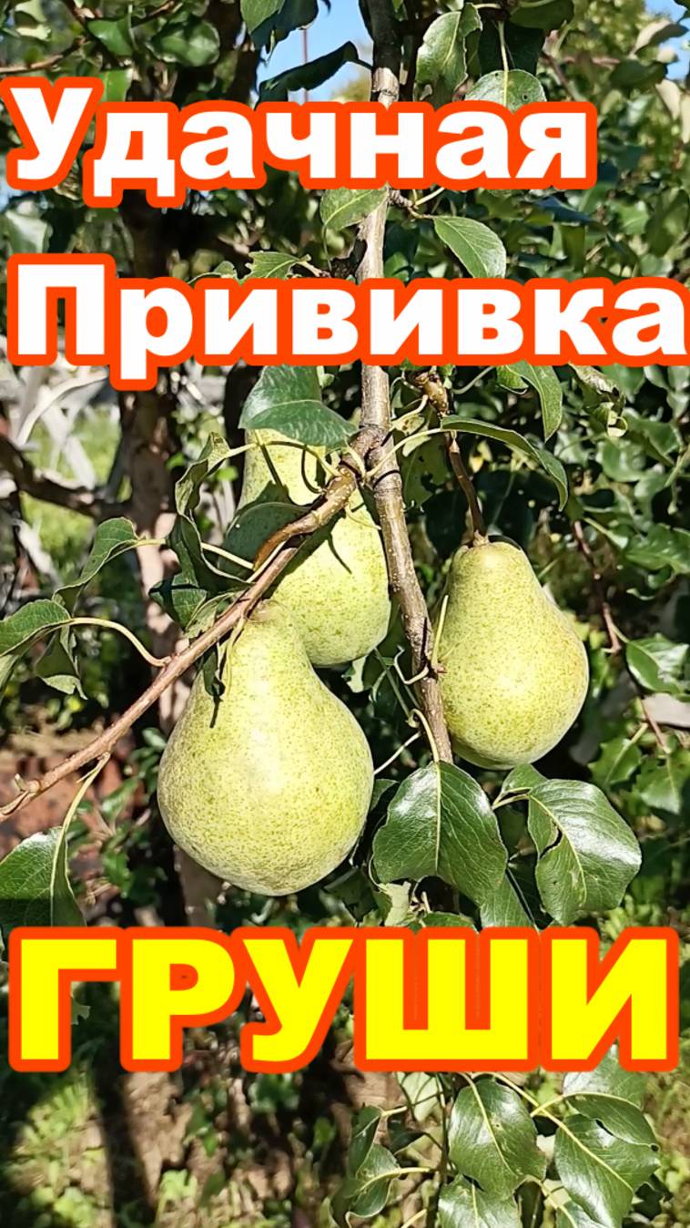УДАЧНАЯ ПРИВИВКА ГРУШИ !!! Как привить грушу !