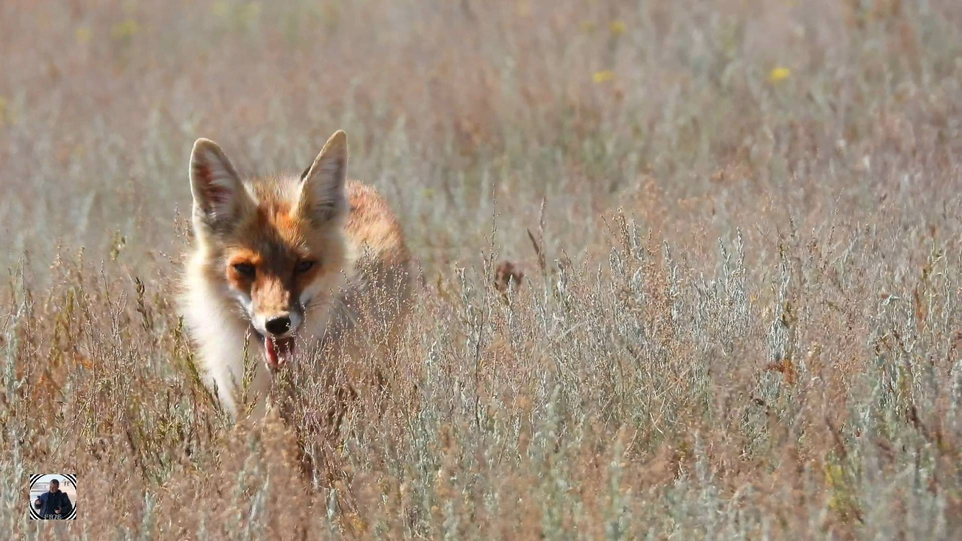 Встретили лису возвращаясь с горы Большое Богдо #баскунчак #лиса #животные #дикиеживотные #fox
